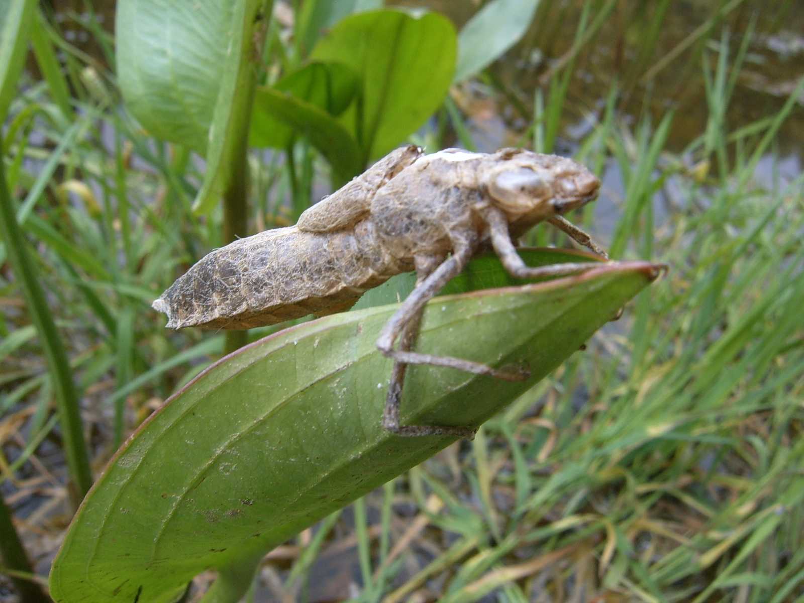 larva e adulto di libellula da id