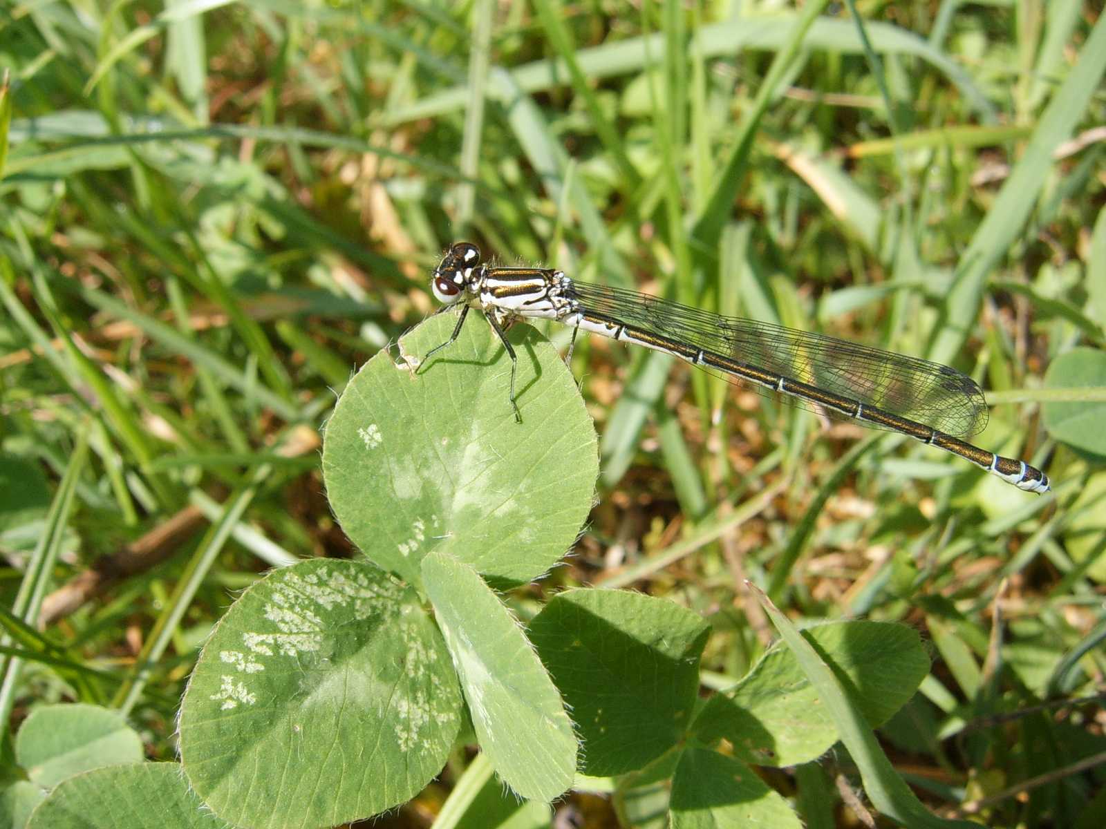 Lestes?? no, Coenagrion puella