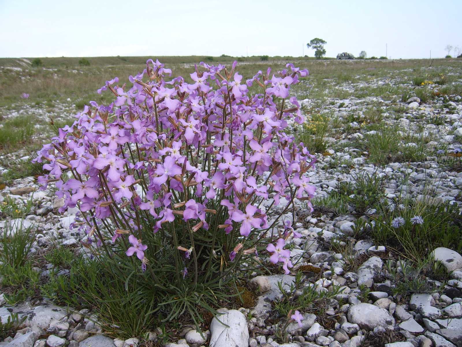 Matthiola fruticulosa subsp. valesiaca / Violaciocca minore