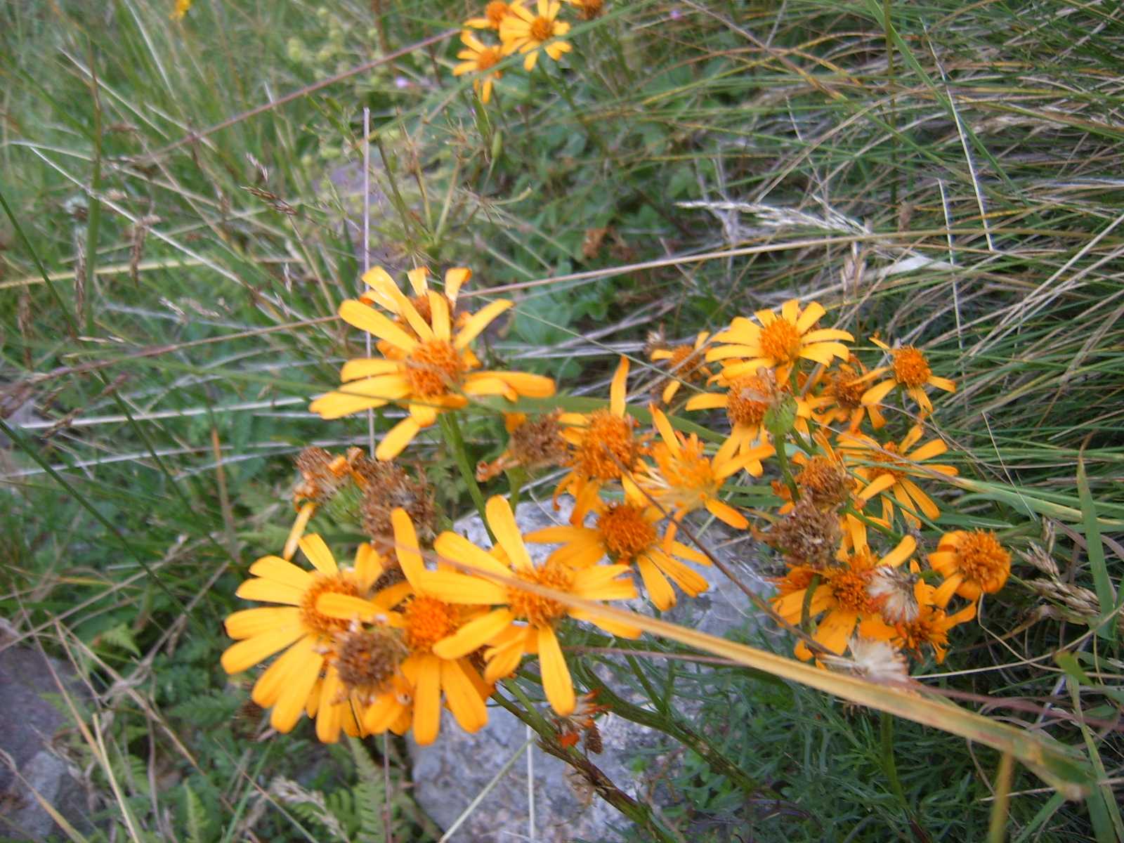 Jacobaea abrotanifolia / Senecio abrotanino