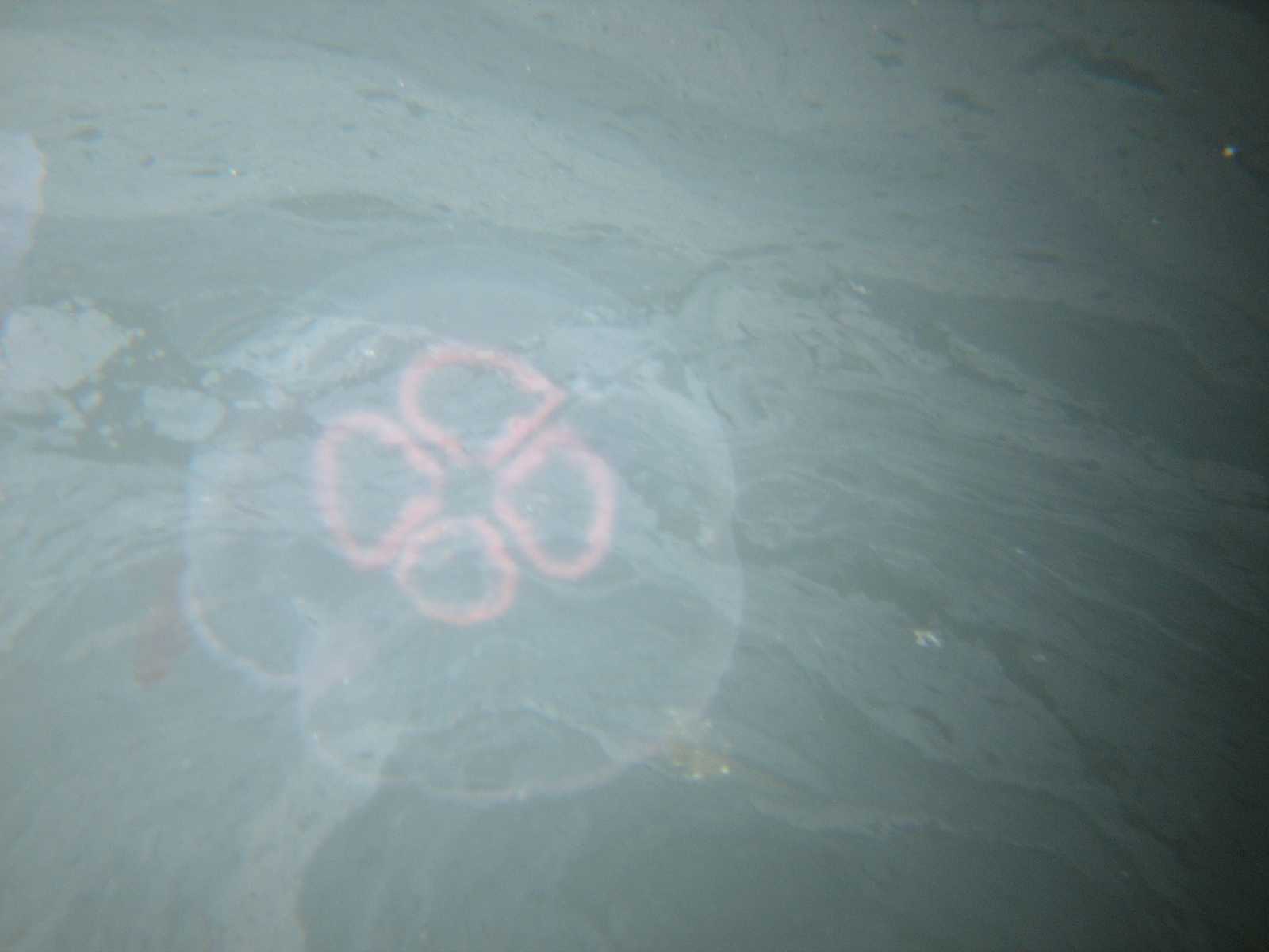 Ctenoforo e medusa da Capo nord