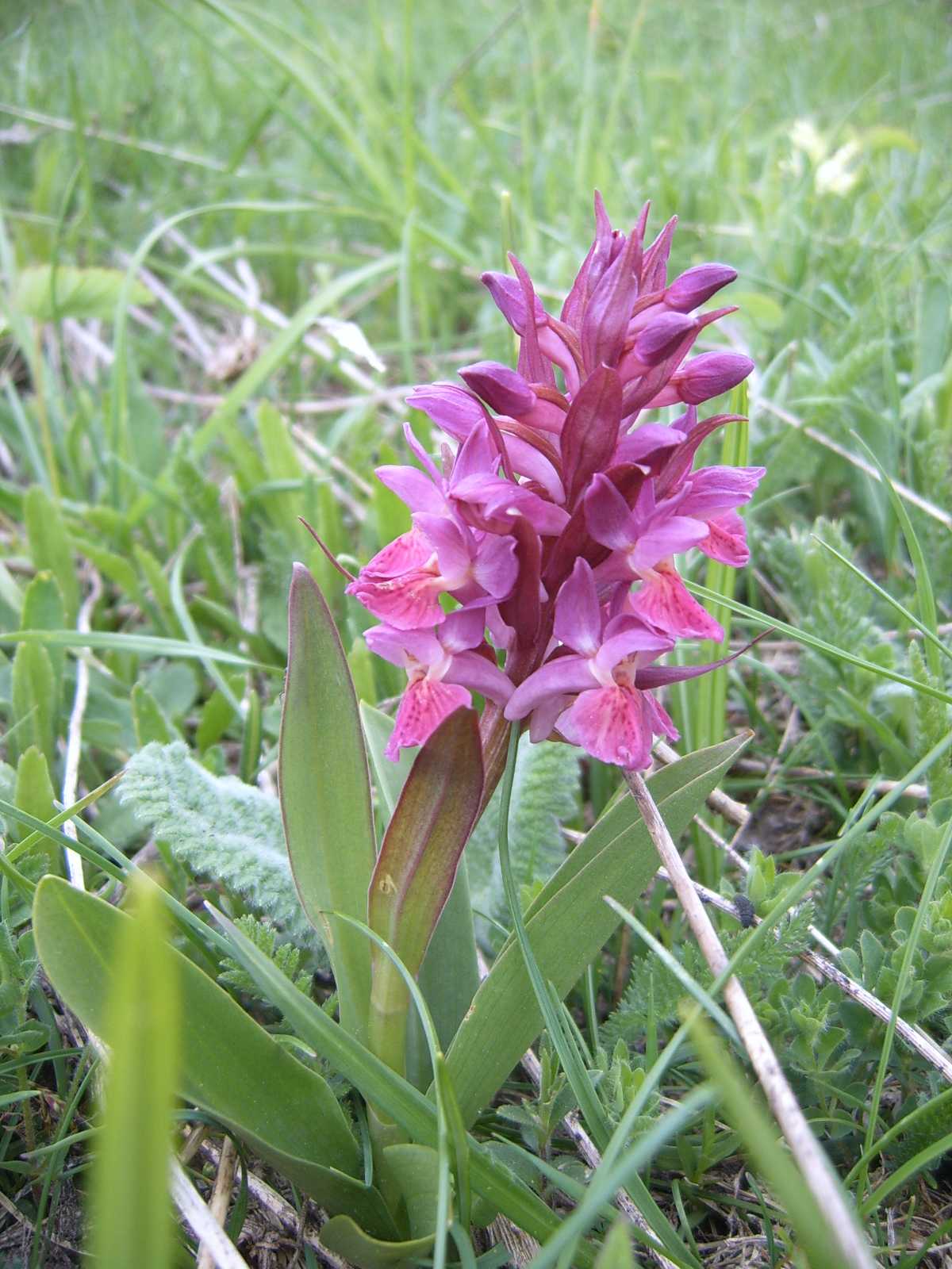 Orchidea del monte Grappa 2