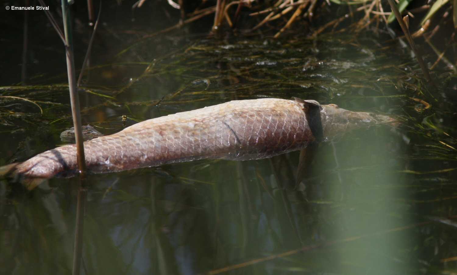Pesce morto