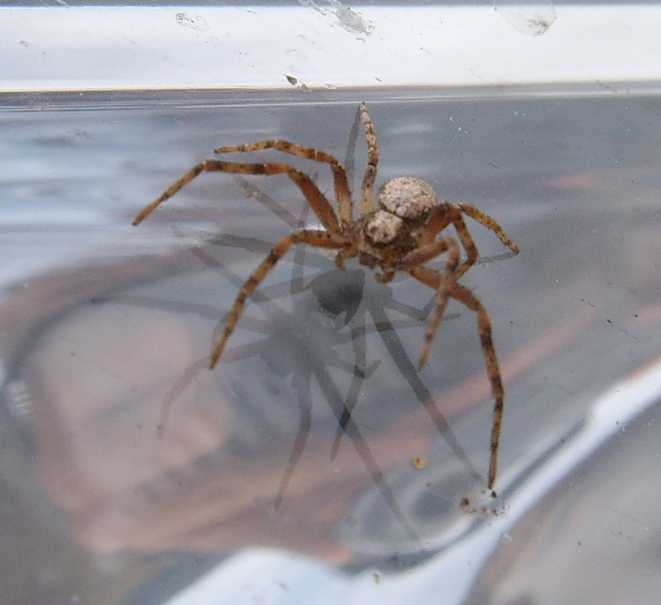 Philodromidae