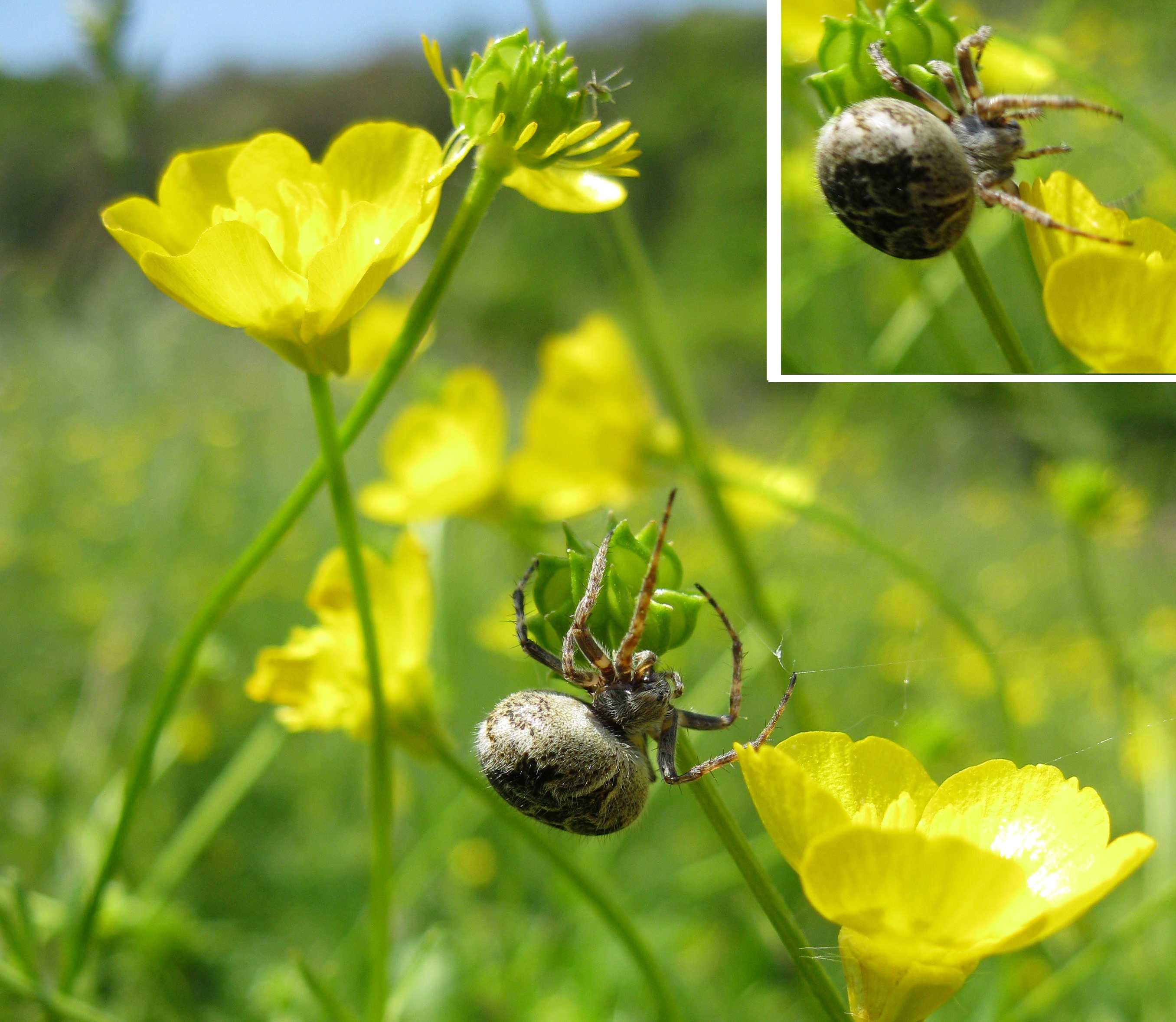 Agalenatea redii