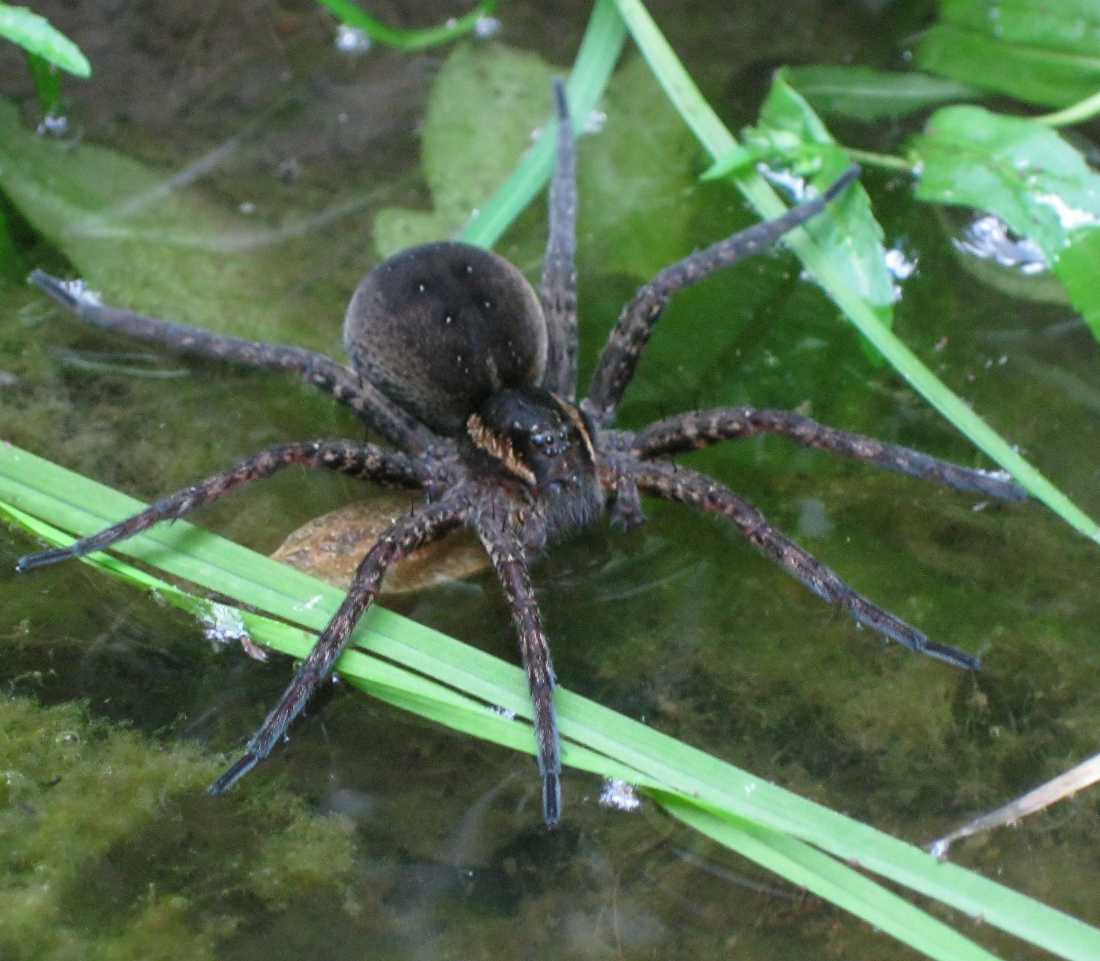 Dolomedes sp.