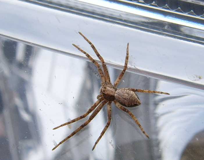 Philodromidae