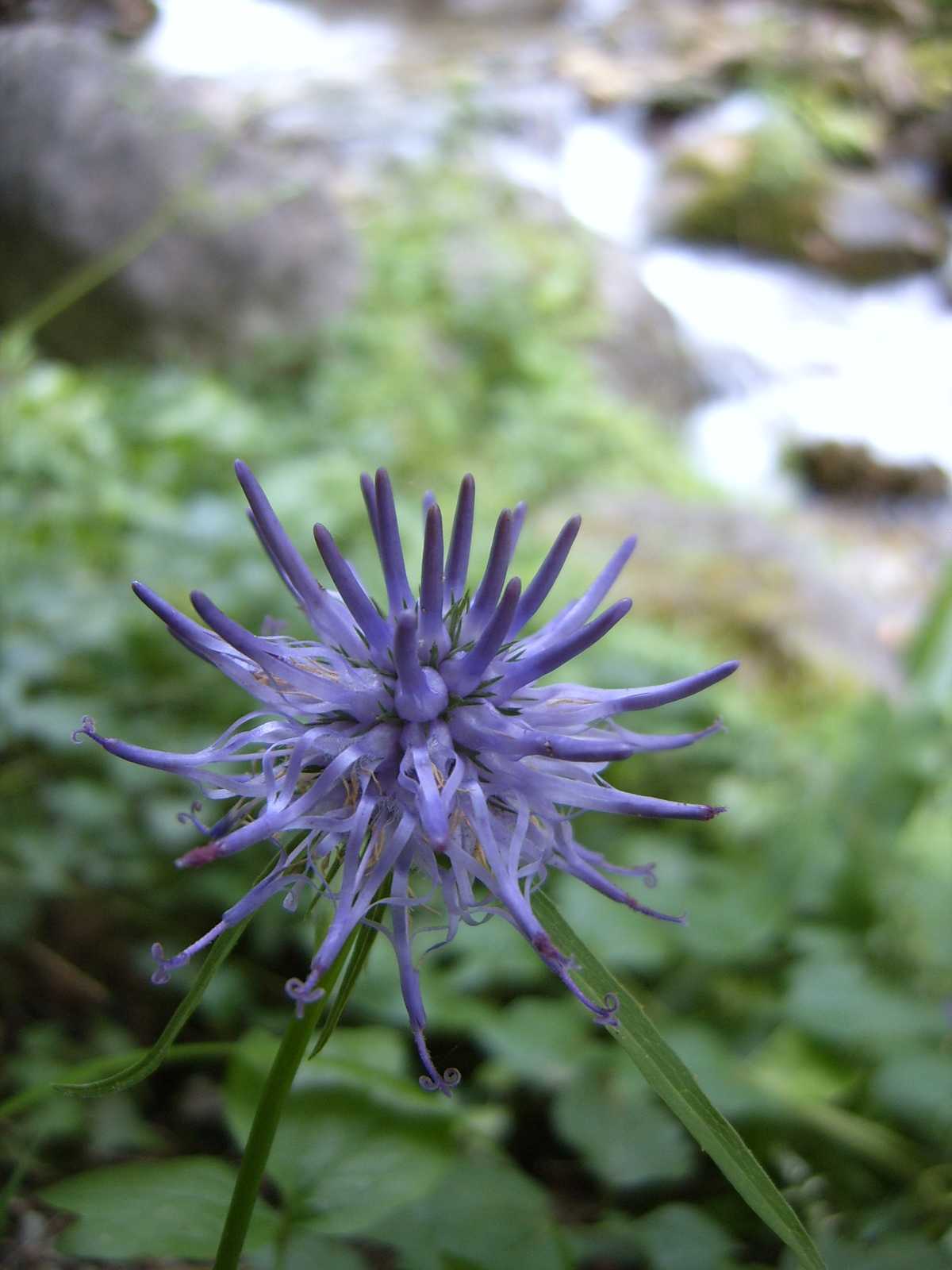 Raponzolo? - Phyteuma cfr. scheuchzeri