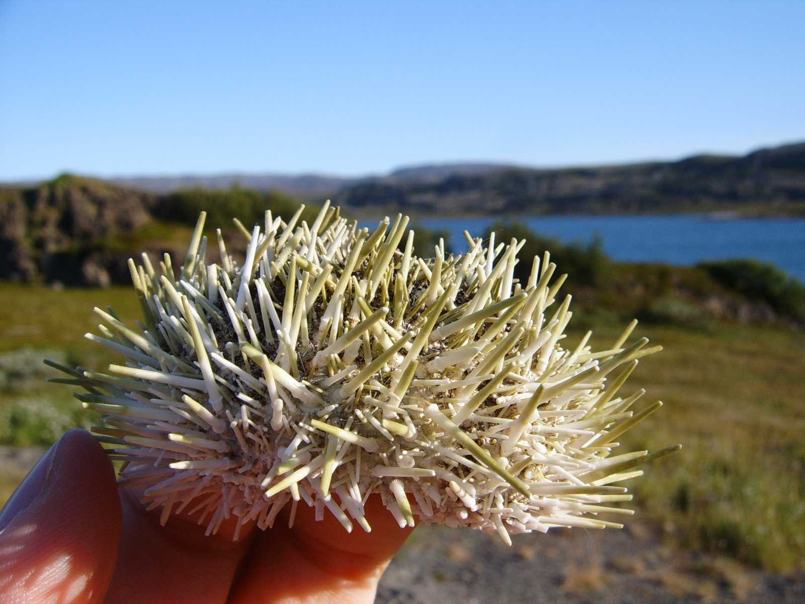 Psammechinus miliaris (Gmelin, 1778) - (da Norvegia)