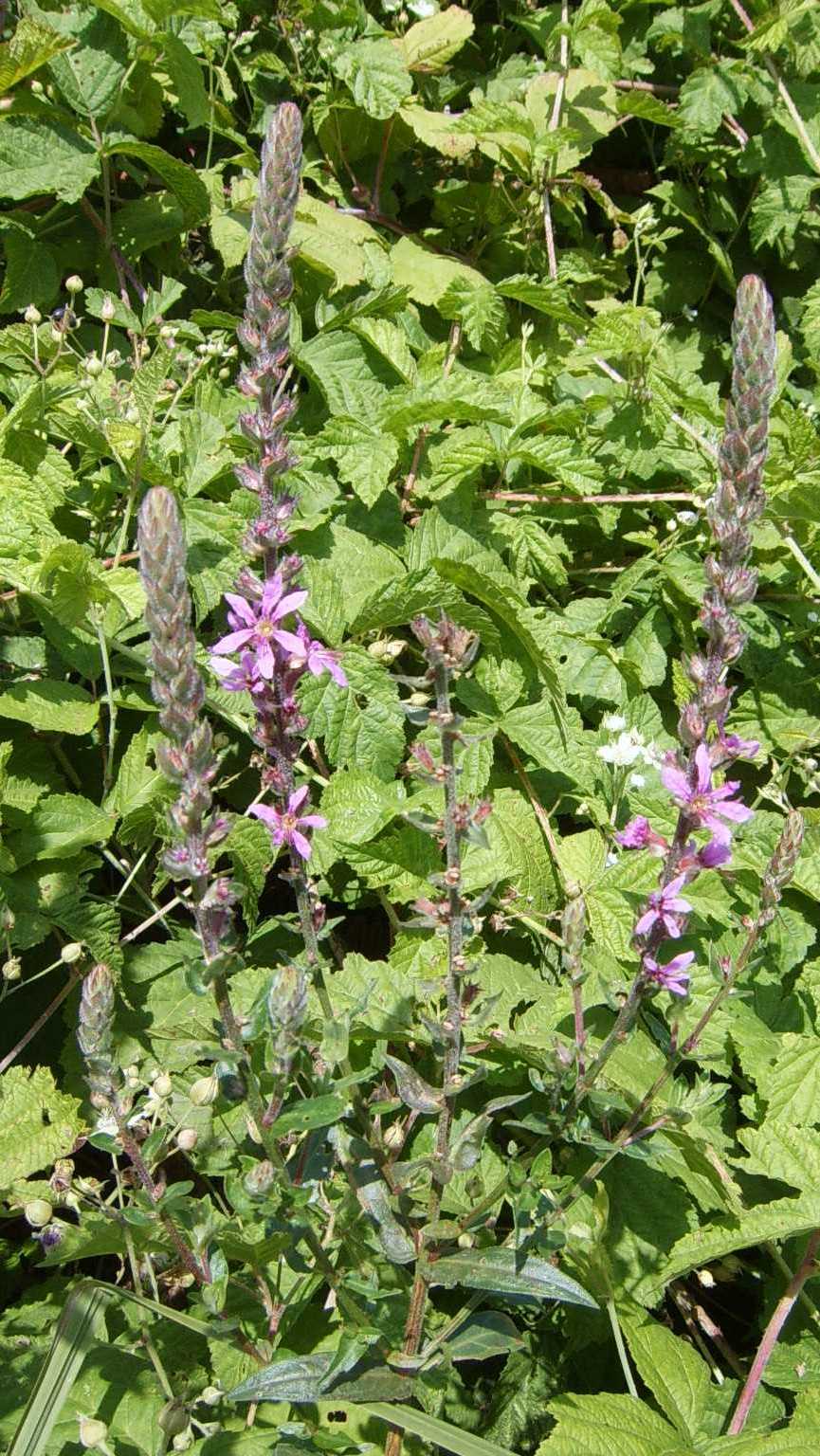Fiori rosa comuni in zone semiumide - Lythrum salicaria