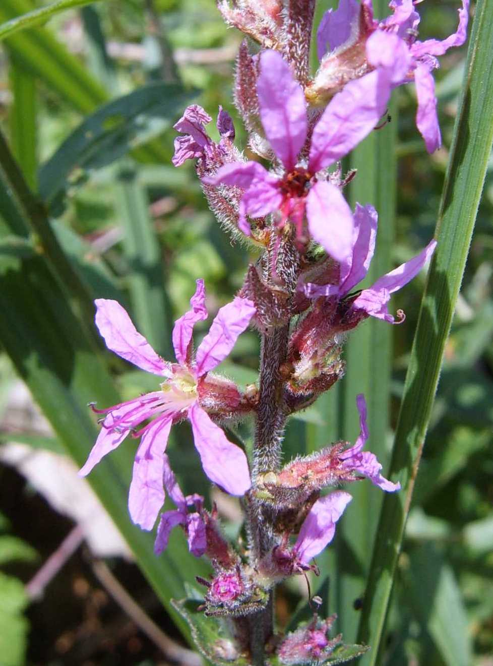 Fiori rosa comuni in zone semiumide - Lythrum salicaria