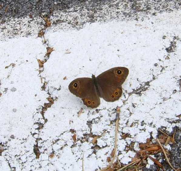 Lepidotteri del monte Grappa