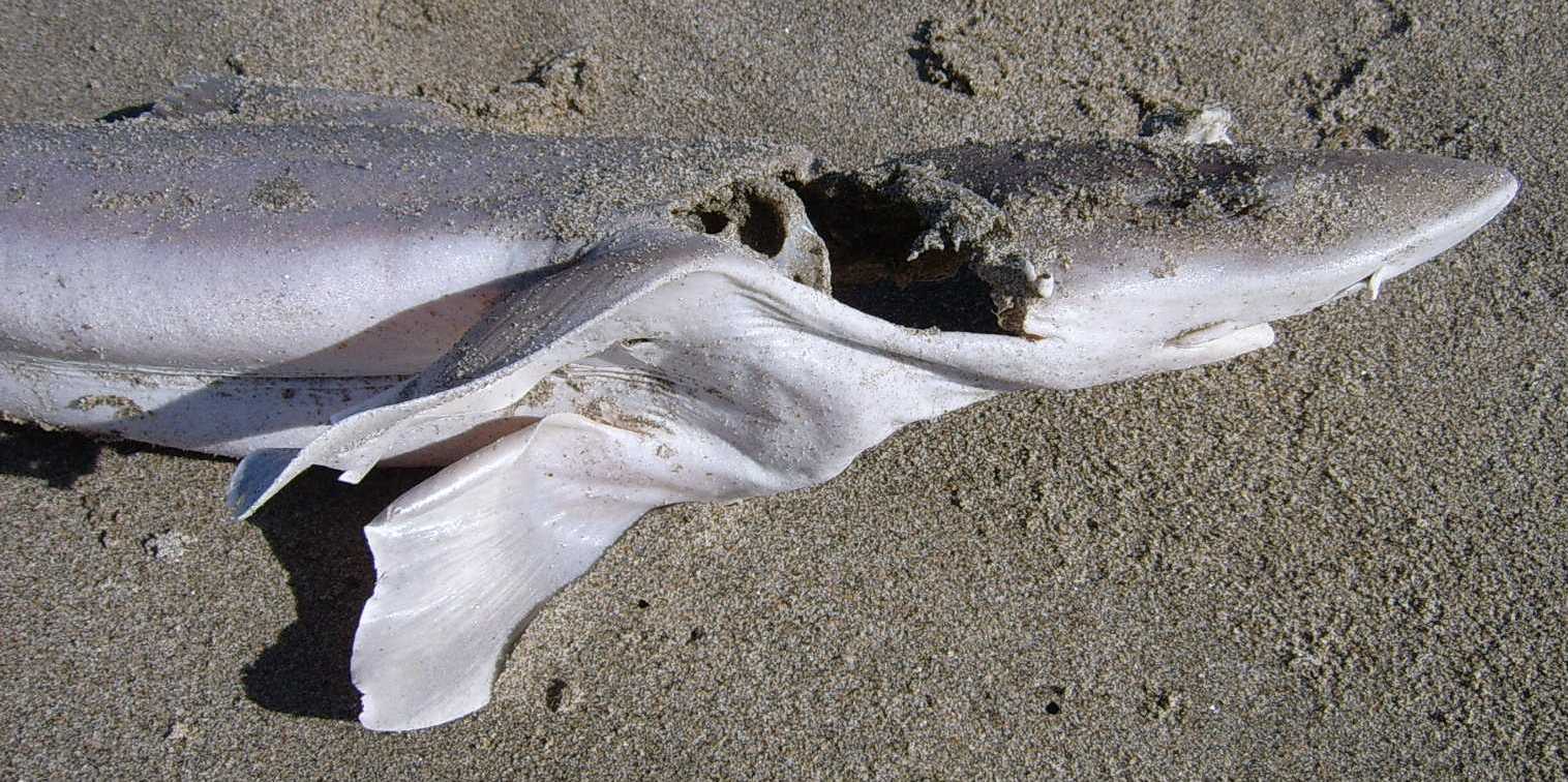 Mustelus mustelus (esemplare spiaggiato)