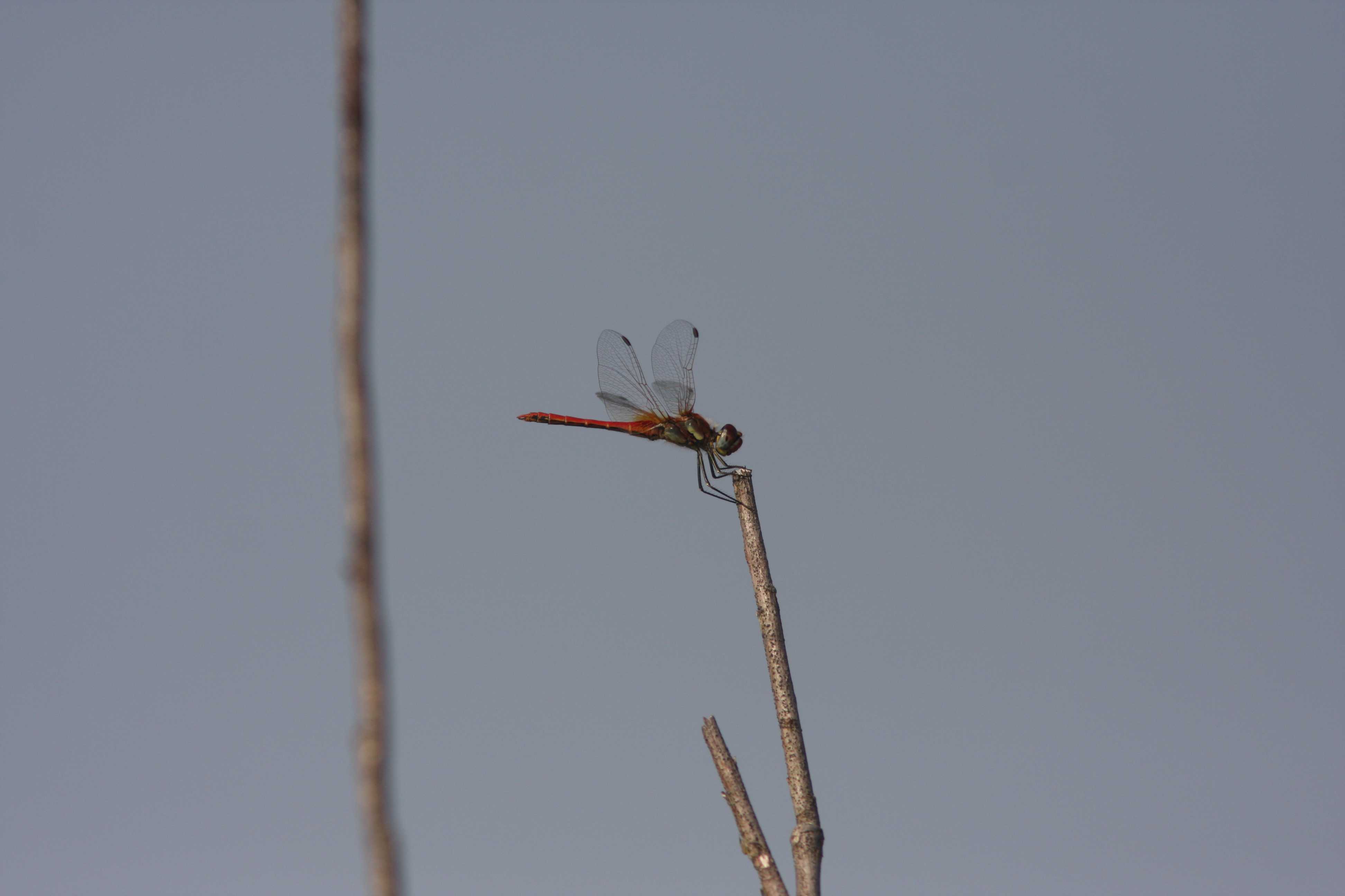 Sympetrum