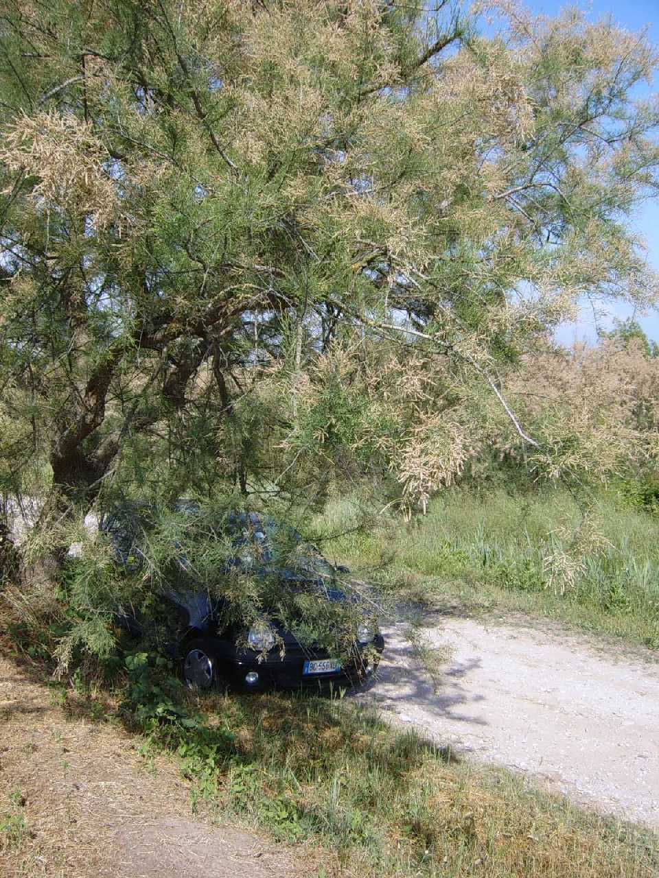Tamarix cfr. gallica  (Caryophyllales - Tamaricaceae)
