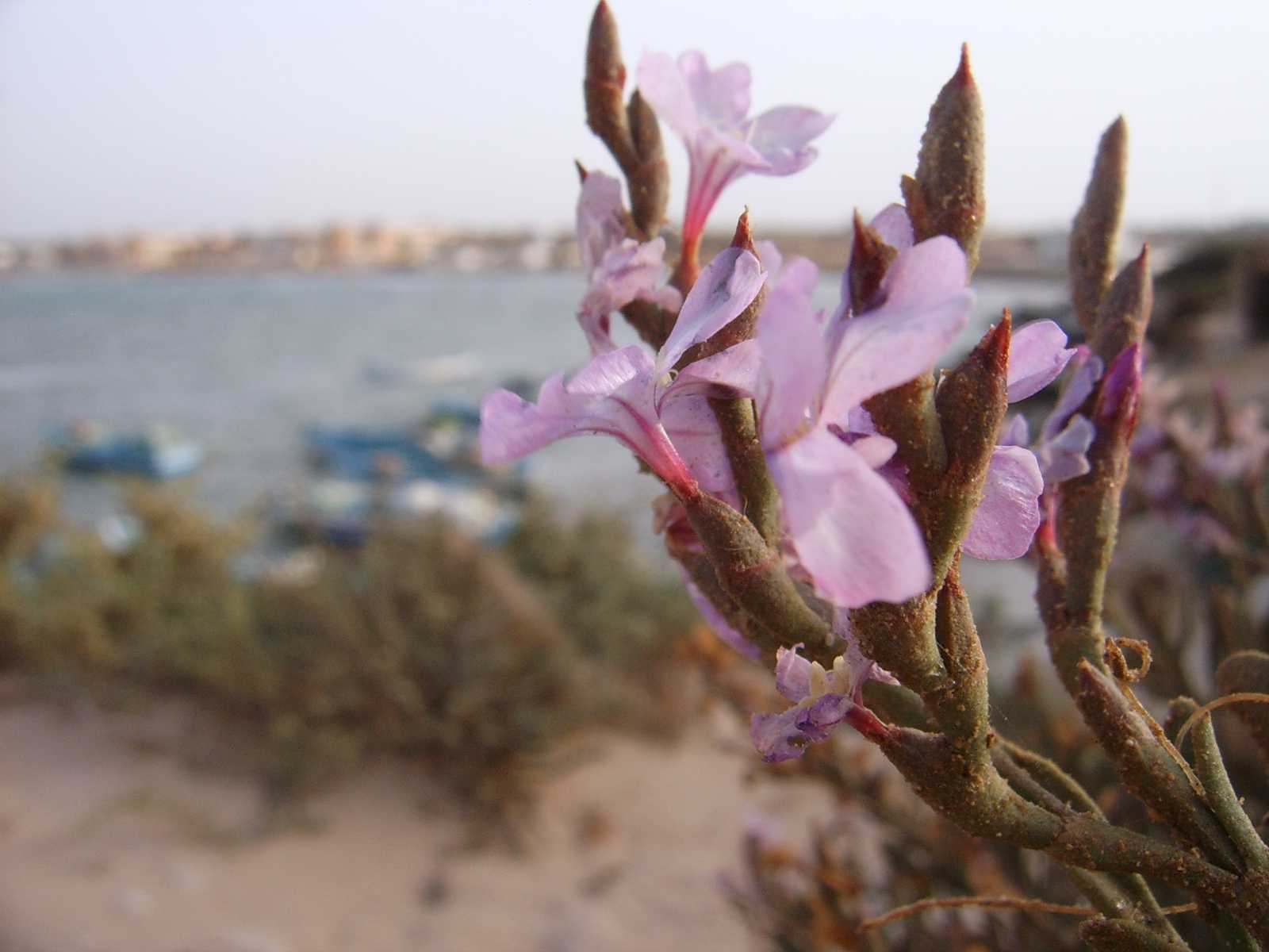 Fiori tunisini 5