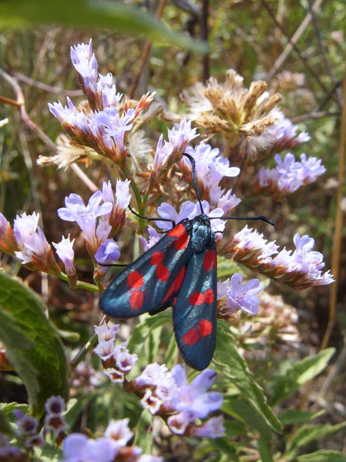 Zygaena filipendula praticamente sul mare?