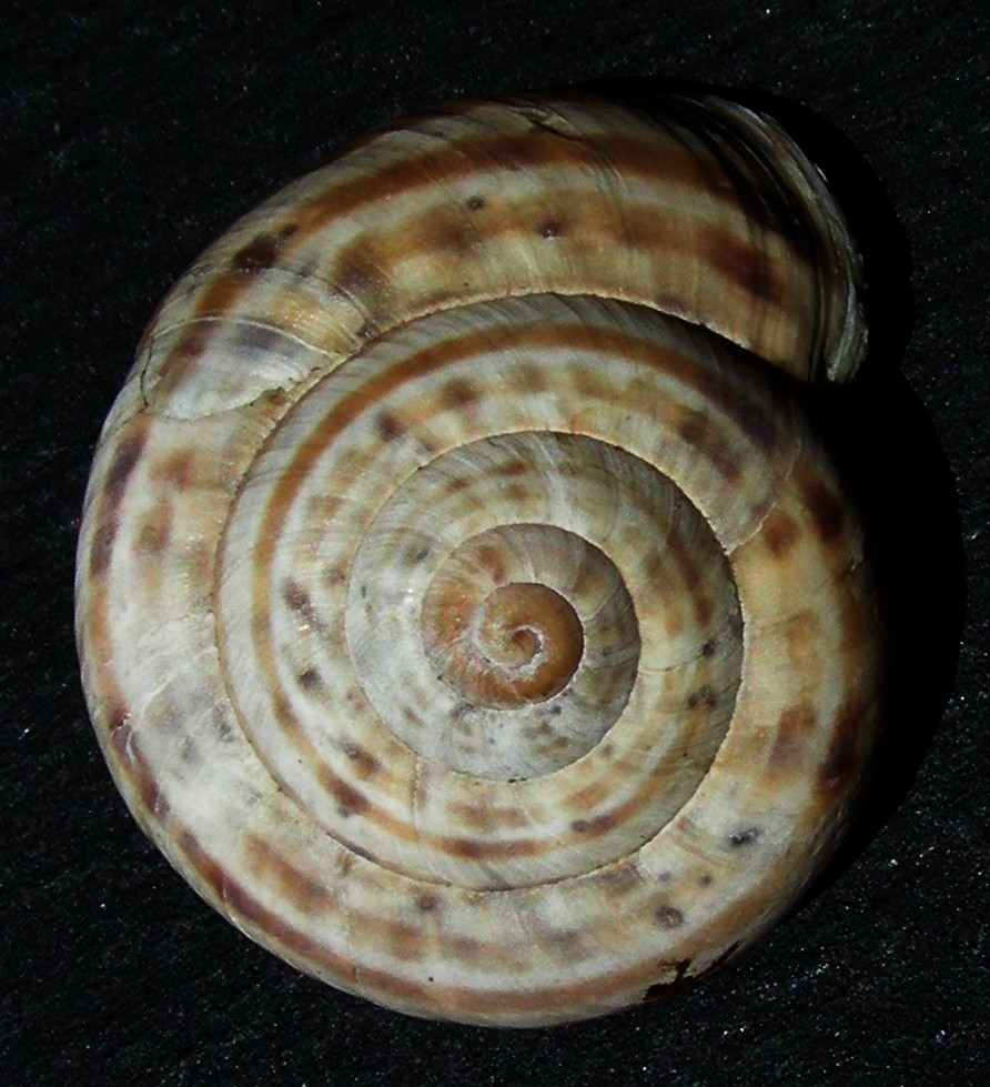 Marmorana signata  var. tiburtina