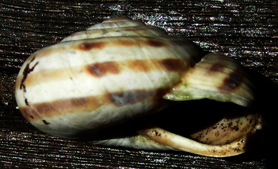 Marmorana signata  var. tiburtina