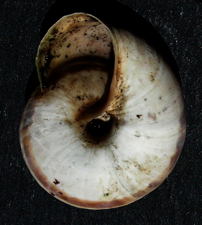 Marmorana signata  var. tiburtina