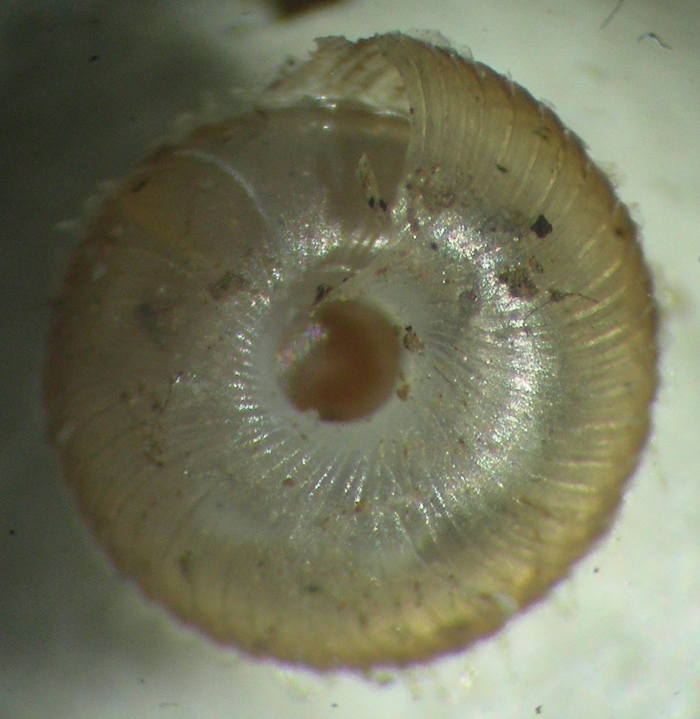 Sphyradium doliolum( Bruguire , 1792 ) juv