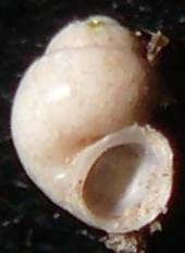 Hydrobiidae dai monti Simbruini