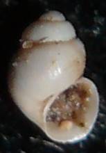 Hydrobiidae dai monti Simbruini