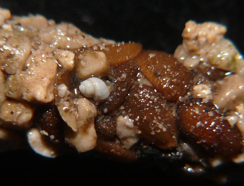 Hydrobiidae dai monti Simbruini