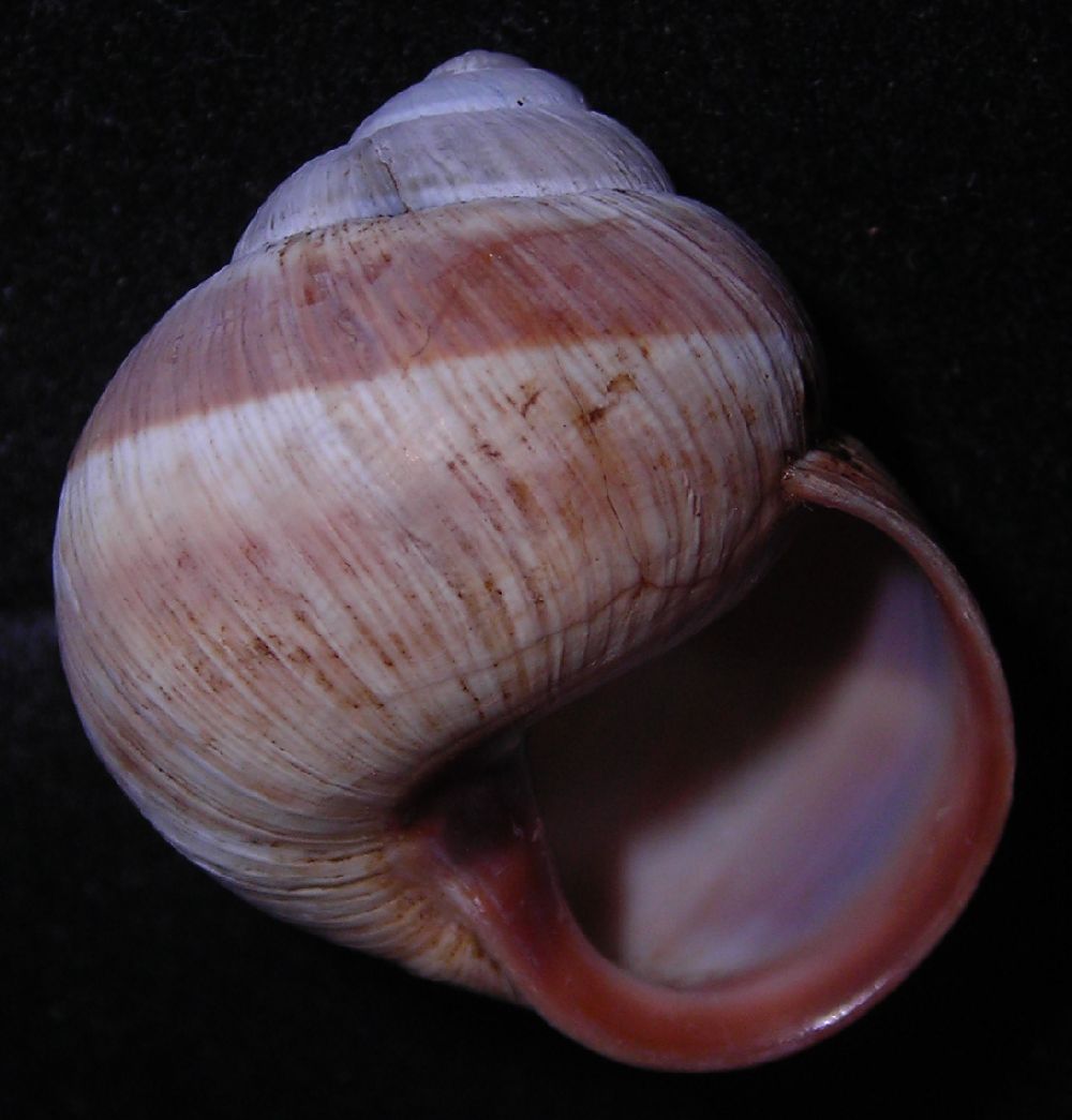 Helix melanostoma a Ladispoli