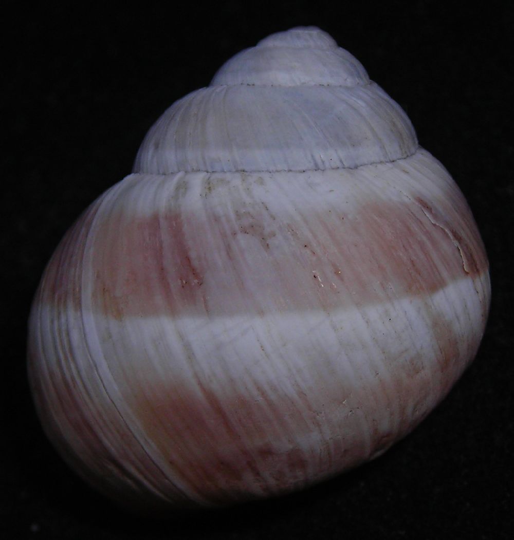 Helix melanostoma a Ladispoli