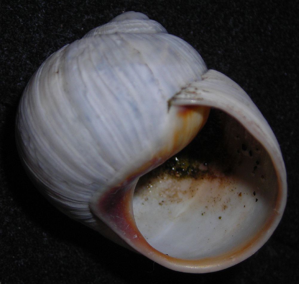Helix melanostoma a Ladispoli