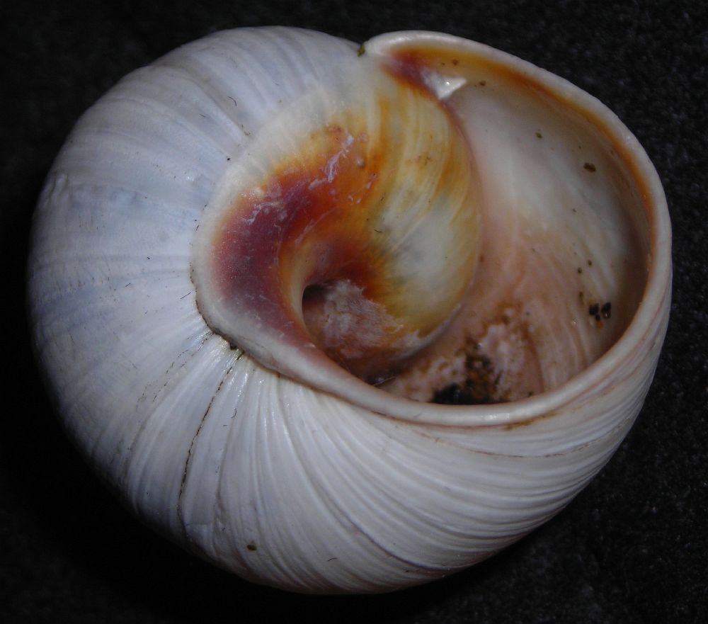 Helix melanostoma a Ladispoli