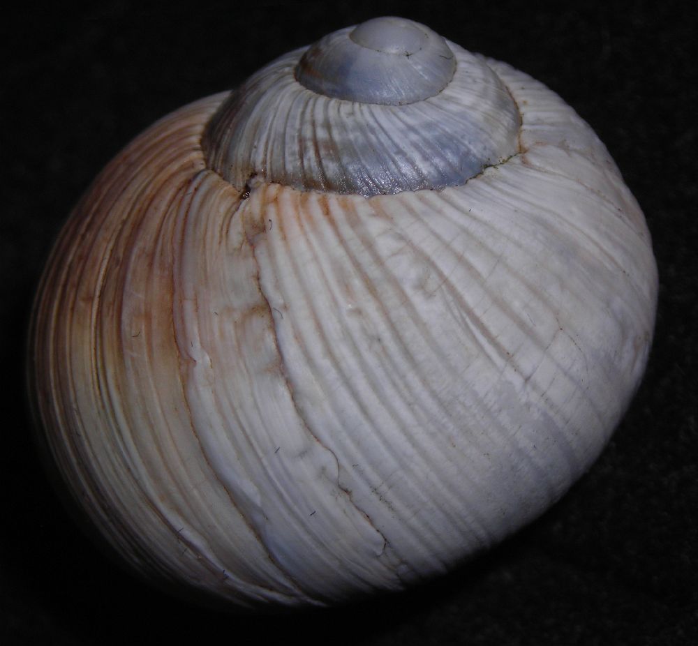 Helix melanostoma a Ladispoli
