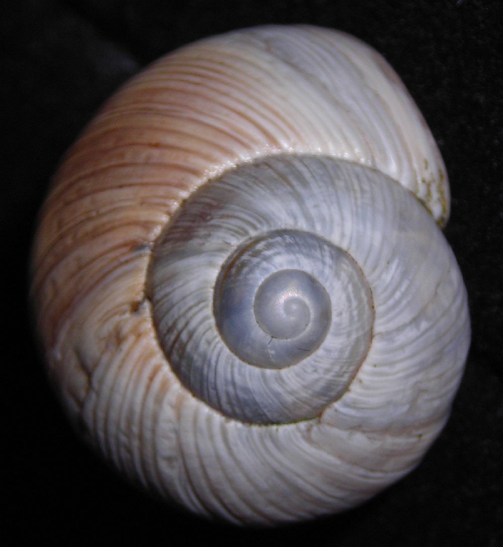 Helix melanostoma a Ladispoli
