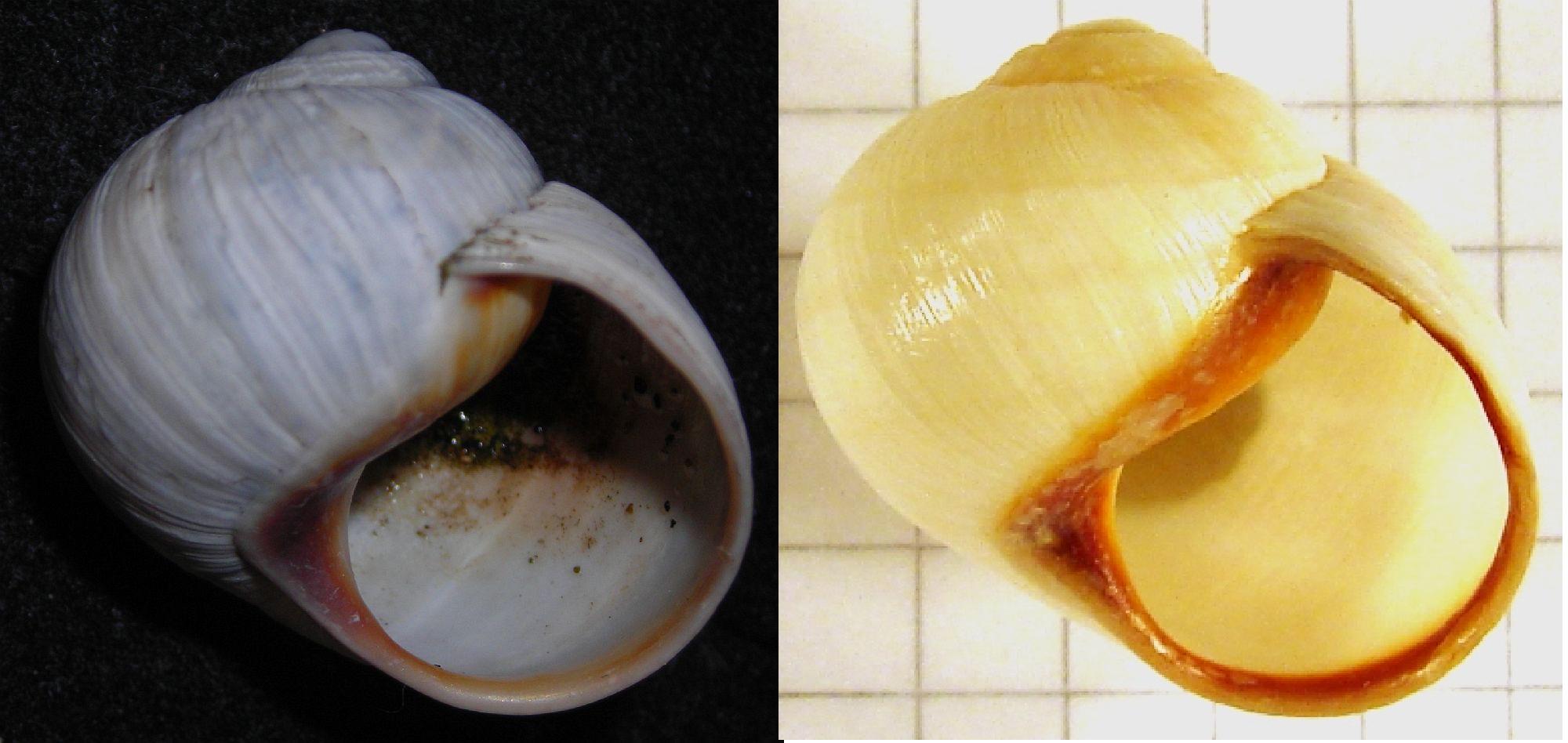 Helix melanostoma a Ladispoli