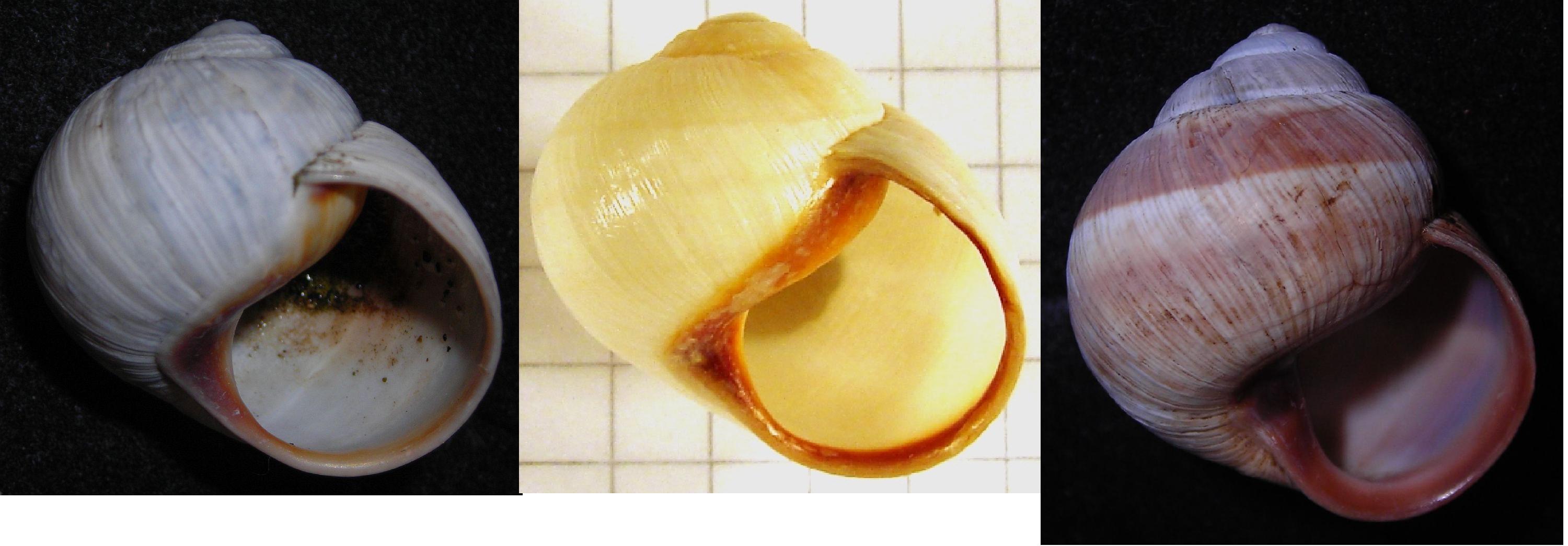 Helix melanostoma a Ladispoli