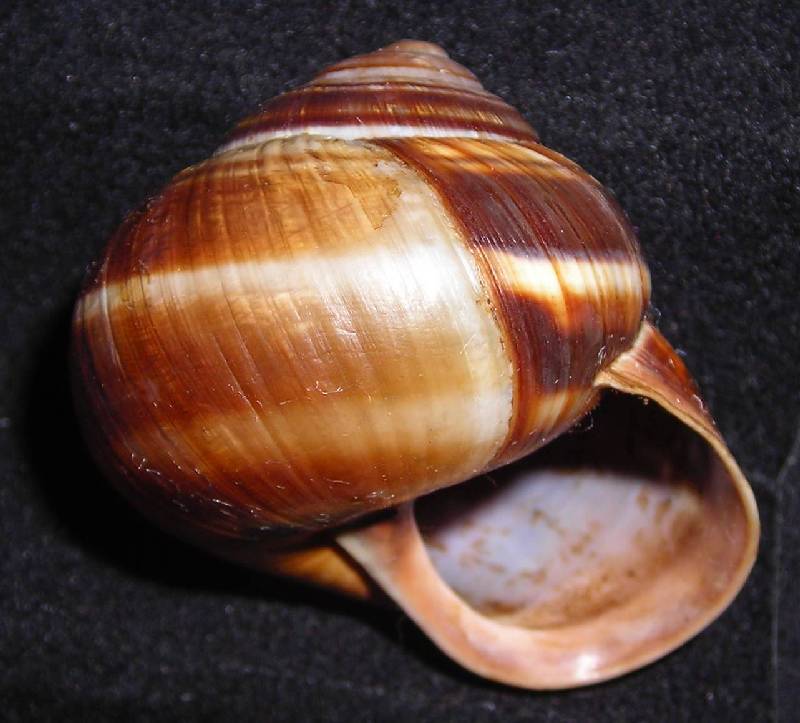 Helix cfr. pomatia