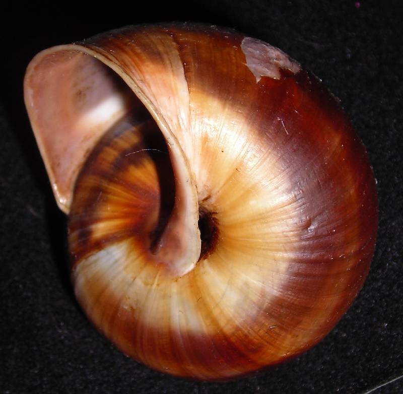 Helix cfr. pomatia