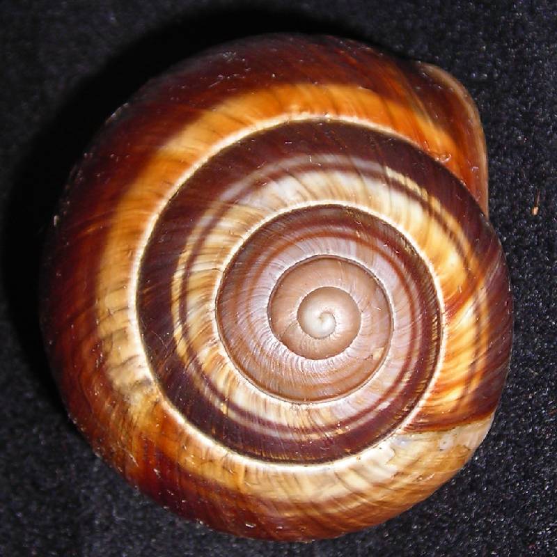 Helix cfr. pomatia