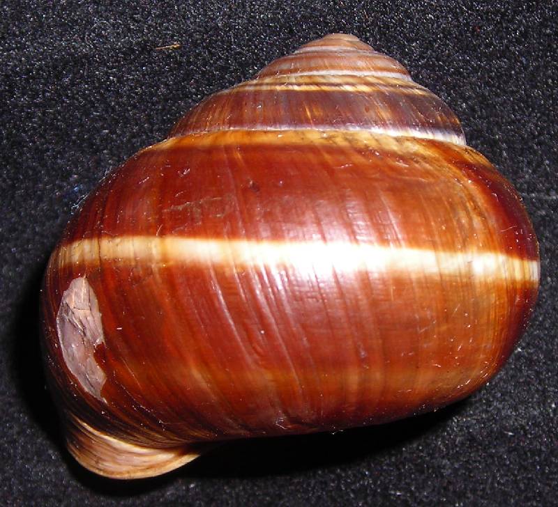 Helix cfr. pomatia