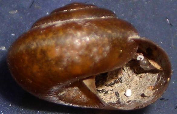 Pseudotrichia rubiginosa dal Lago di San Liberato (TR)