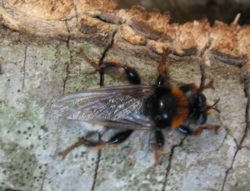 Laphria gibbosa????