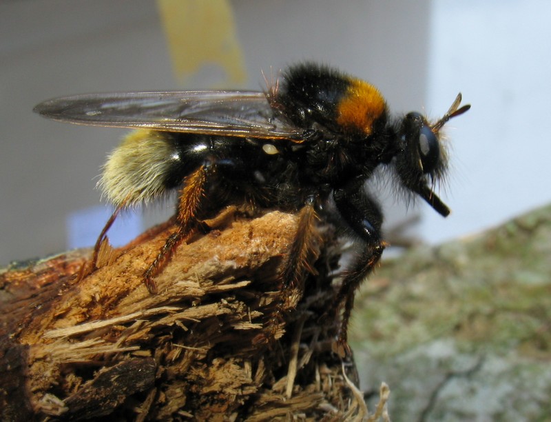 Laphria gibbosa????