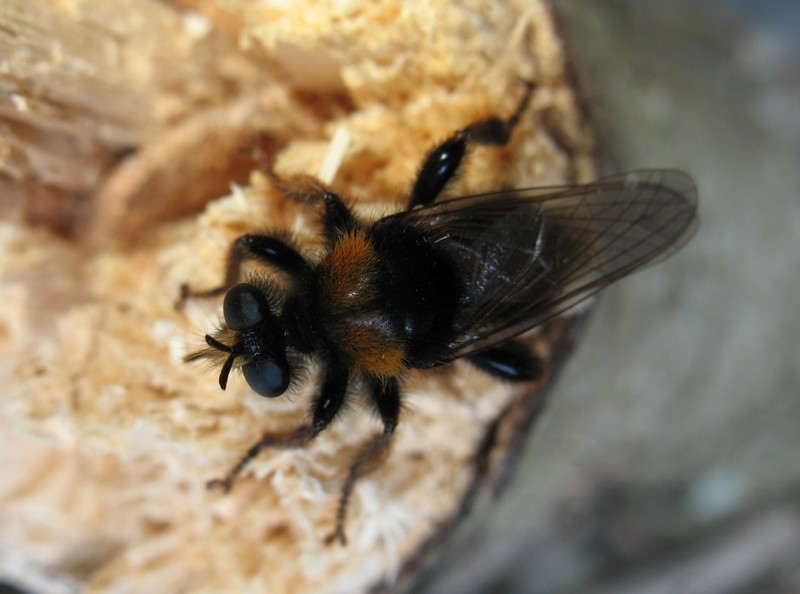 Laphria gibbosa????