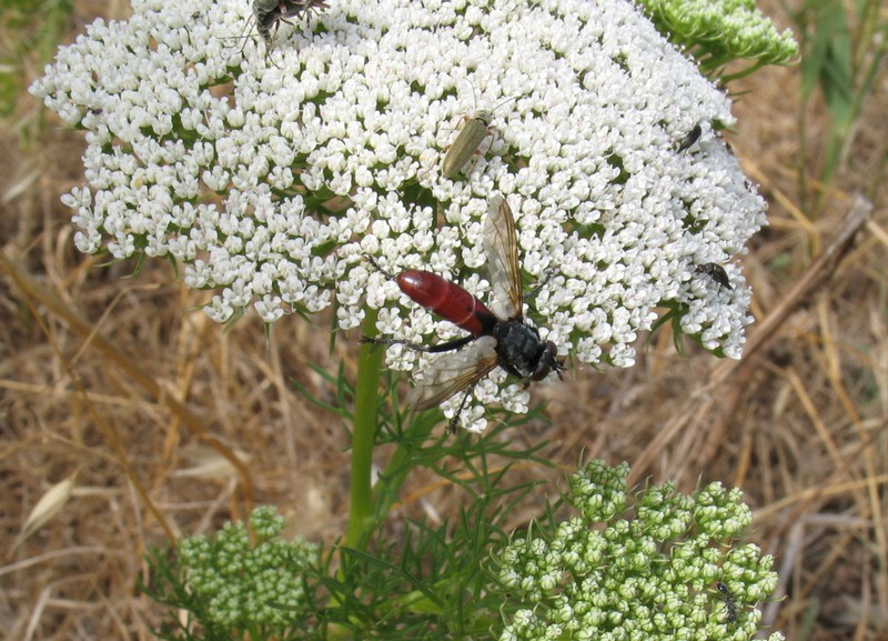 Ditteri di Sardegna