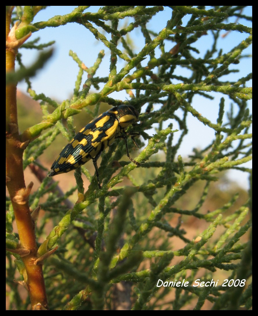 Buprestis (Pseudyamina) douei