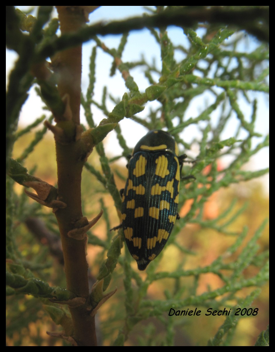 Buprestis (Pseudyamina) douei