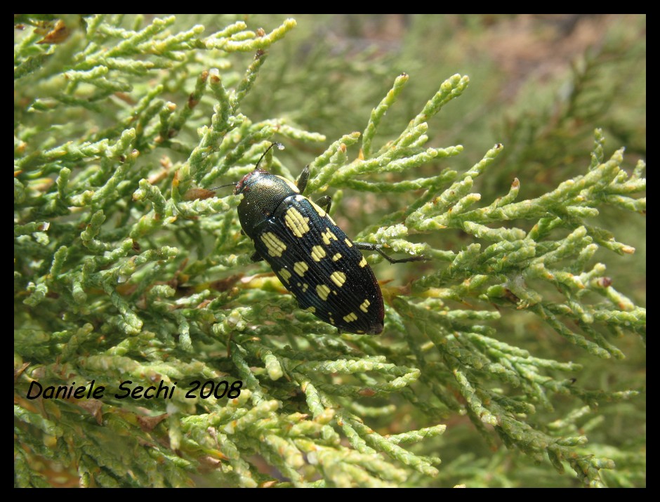 Buprestis (Pseudyamina) douei