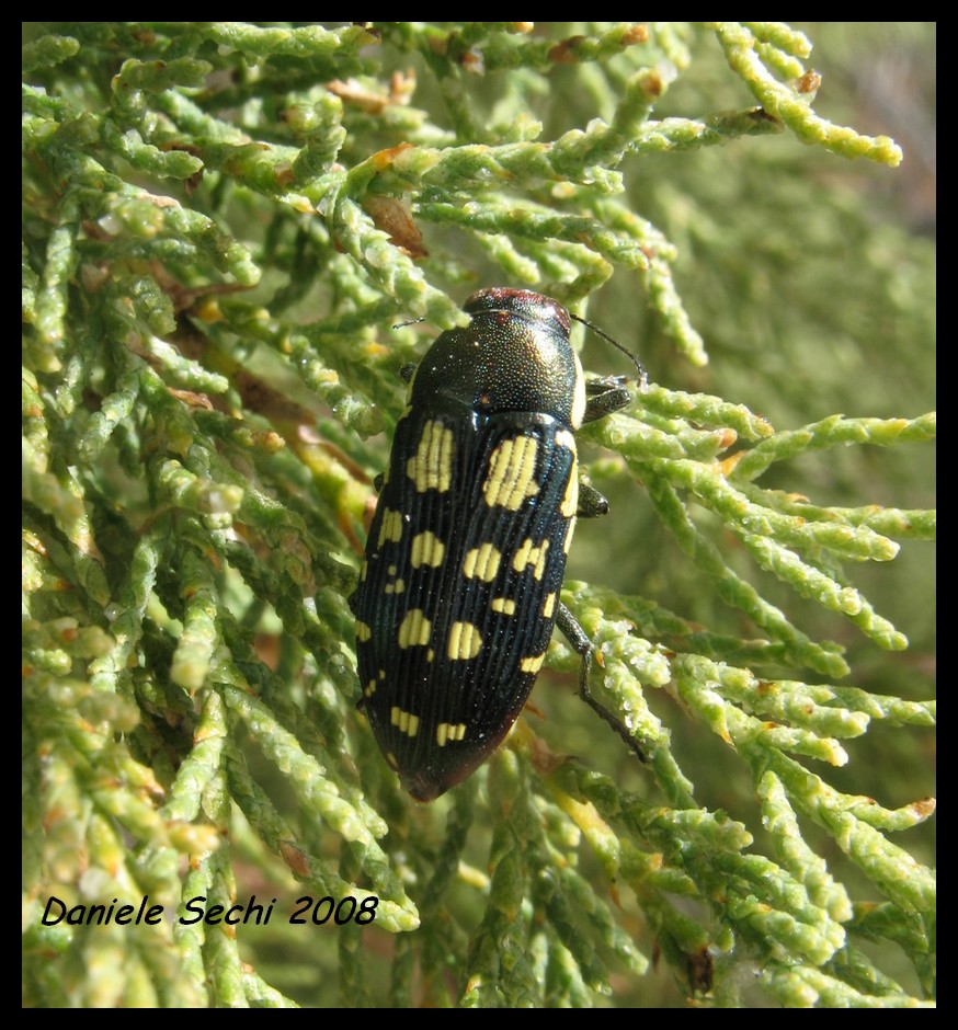 Buprestis (Pseudyamina) douei