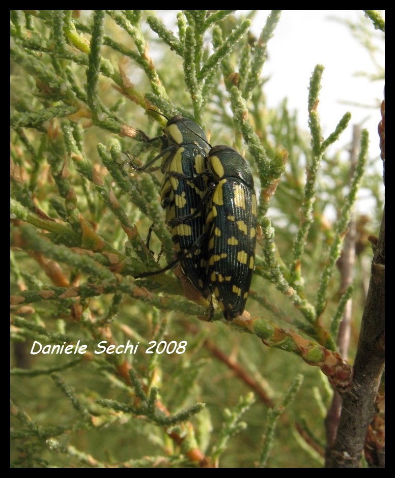 Buprestis (Pseudyamina) douei